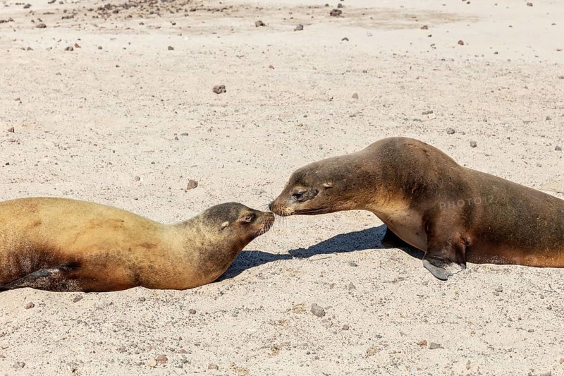 Sea lions (Zalophus wollebaeki), San Cristobal, Galapagos, Ecuador, South America