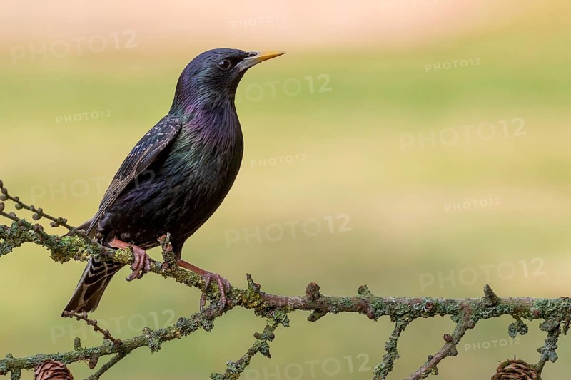 Common Starling (Sturnus vulgaris) perched on a branch, Lower Saxony, Germany, Europe