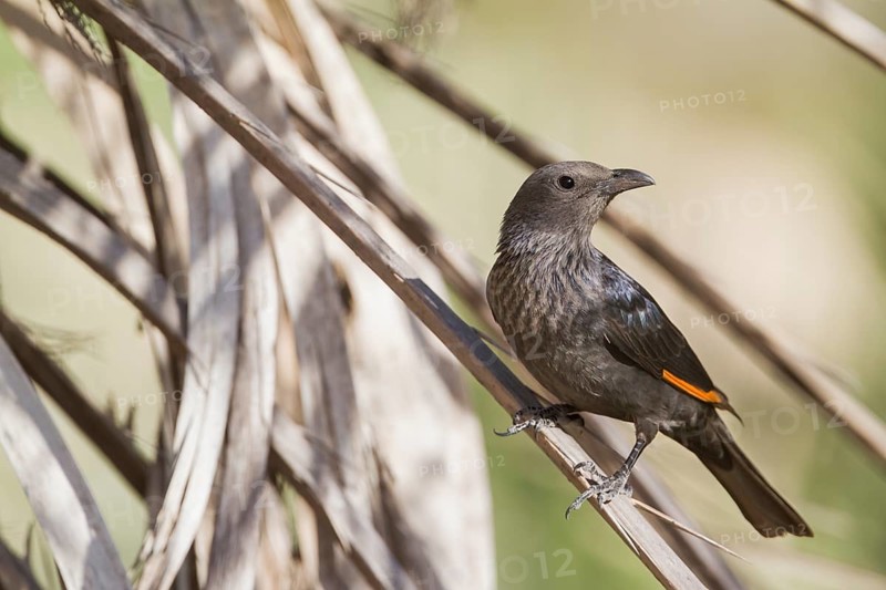 Tristram's Starling - Tristramstar - Onychognathus tristramii, Oman, female adult, Asia