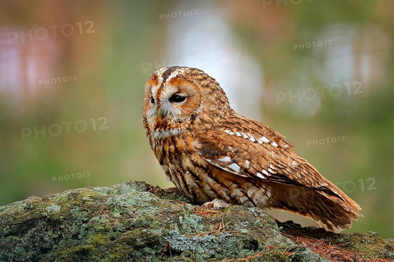 Tawny owl sitting on the stone n forest. Clear green background. Beautiful animal in the nature. Bird in the Sweden forest. Wildlife scene from dark spruce tree. Mystic bird in habitat