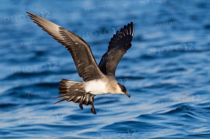 Parasitic Jaeger (Stercorarius parasiticus) flying, Eilat, Israel, Asia