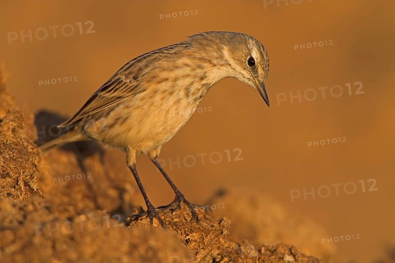 Water Pipit (Anthus spinoletta), Oman, Asia