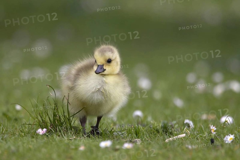 Canada Goose (Branta canadensis) chick, North Rhine-Westphalia, Germany, Europe