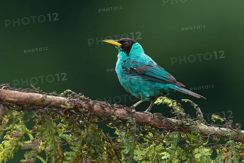 Green Honeycreeper (Chlorophanes spiza) male, Costa Rica, Central America