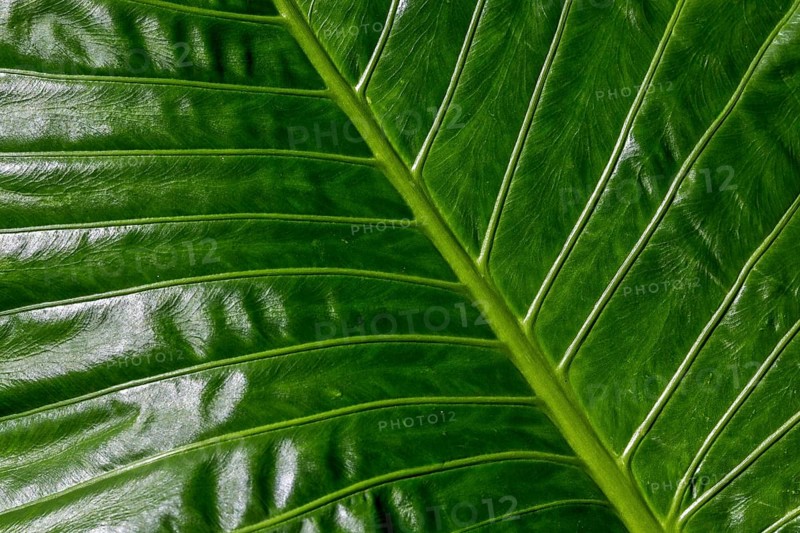 Leaf of the giant elephant ear, also known as giant taro (Alocasia macrorrhizos), close-up, Madeira, Portugal, Europe