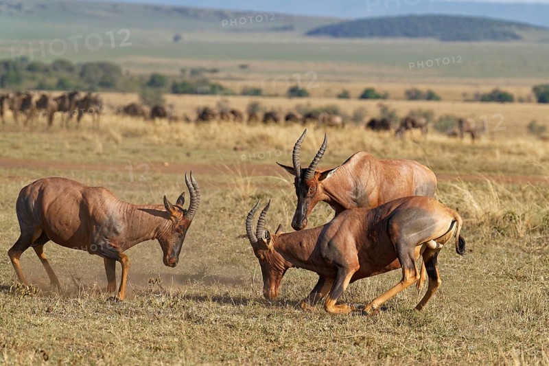Fight between two Topi lei antelope bulls, Maasai Mara Game Reserve, Kenya, Africa