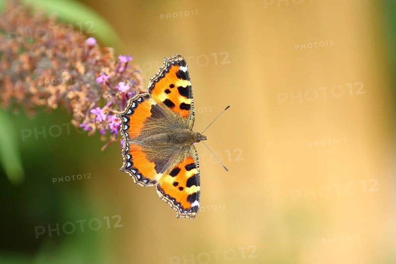 Small tortoiseshell (Aglais urticae), on summer lilac or butterfly-bush (Buddleja davidii), Wilden, North Rhine-Westphalia, Germany, Europe