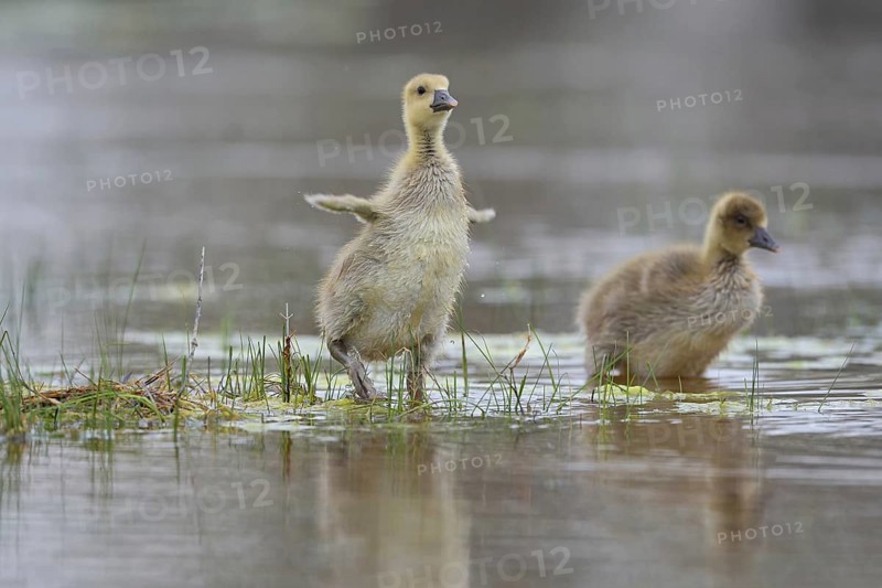 Greylag goose (Anser anser), chicks stand in the water, Burgenland, Austria, Europe