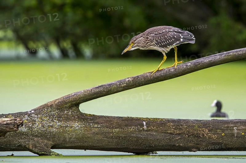 Black-crowned night-heron, black-capped night-heron (Nycticorax nycticorax) juvenile walking over fallen tree trunk in water of pond in summer
