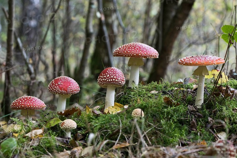 Fly agarics (Amanita muscaria), Emsland, Lower Saxony, Germany, Europe
