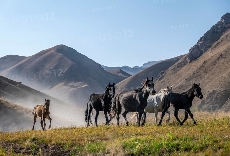 Herd of horses galloping over a hill and raising dust, mountains behind, Kyrgyzstan, Asia