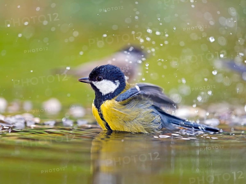 Great tit (Parus major), adult bird bathing in shallow water, Solms, Hesse, Germany, Europe