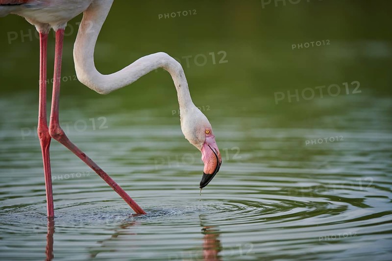 Greater Flamingo (Phoenicopterus roseus) walking in the water, portrait, Parc Naturel Regional de Camargue, France, Europe