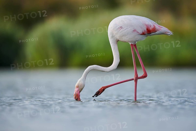 Greater Flamingo (Phoenicopterus roseus) walking in the water, Parc Naturel Regional de Camargue, France, Europe