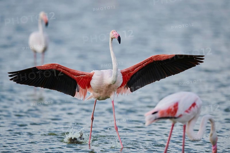 Greater Flamingo (Phoenicopterus roseus), landing in the water, Parc Naturel Regional de Camargue, France, Europe