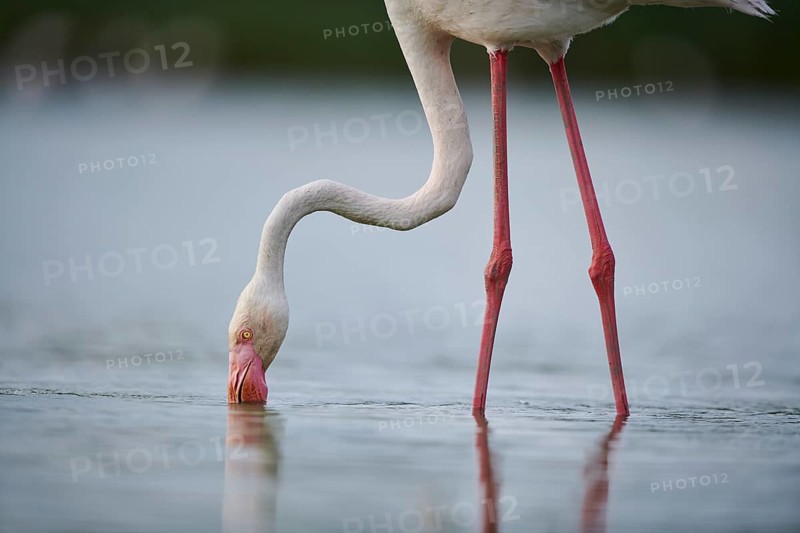 Greater Flamingo (Phoenicopterus roseus) standing in the water, portrait, Parc Naturel Regional de Camargue, France, Europe