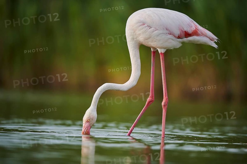 Greater Flamingo (Phoenicopterus roseus) walking in the water, Parc Naturel Regional de Camargue, France, Europe
