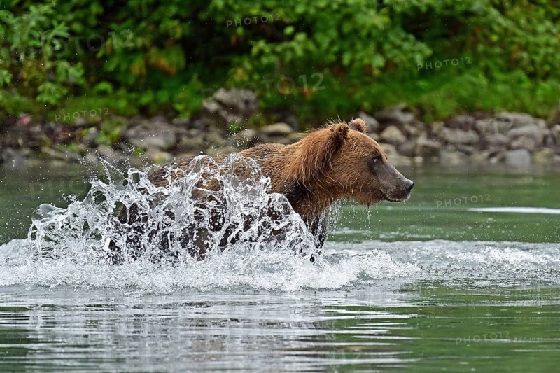 Brown bear (Ursus arctos) hunting for salmon in the water, Lake Clark National Park, Alaska