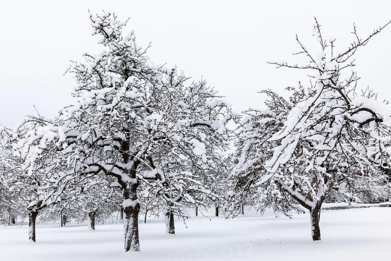 Orchard meadow, snow, winter, Leibertingen, Upper Danube nature park Park, Baden-Württemberg, Germany, Europe