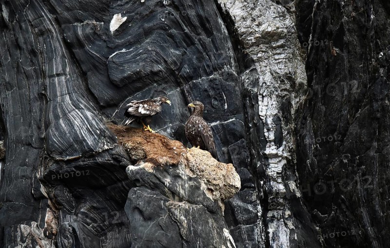 White-tailed eagle on a rock face near Runde, Norway, Europe