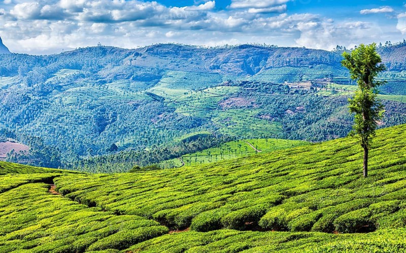 Kerala India travel background, panorama of green tea plantations in Munnar, Kerala, India, tourist attraction, Asia