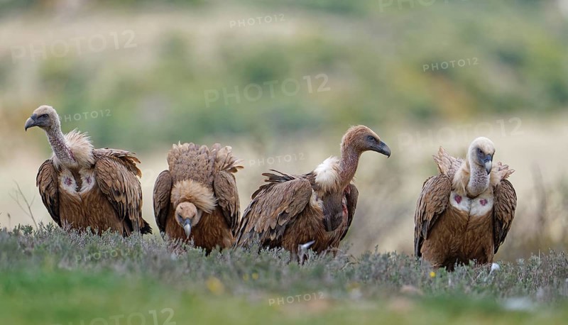 Griffon vulture (Gyps fulvus), group in the Pyrenees, Catalonia, Spain, Europe