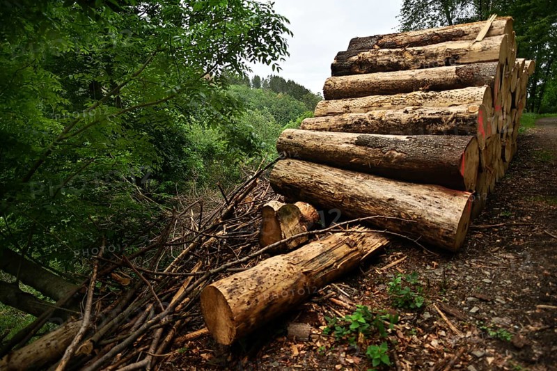 Forest damage in the Sauerland region has caused about 40 % of the spruce stand, especially in monocultures. The picture shows forest damage in May 2020, Germany, Europe