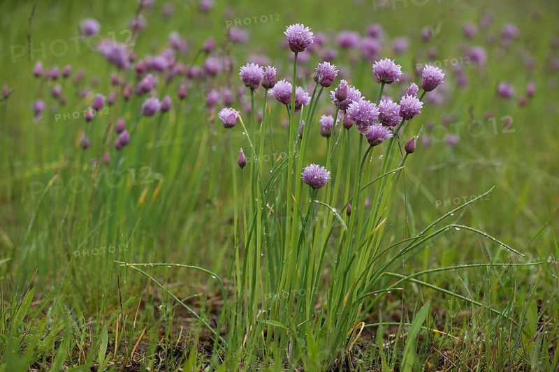 Perennial chive (Allium schoenoprasum) with dewdrops, flowering, natural habitat, nature, Ständelberg, Rammersberg, Mäusberg, Karlstadter, dry areas, Wiesenfeld, Karlstadt, Main, Lower Franconia, Franconia, Bavaria, Germany, Europe