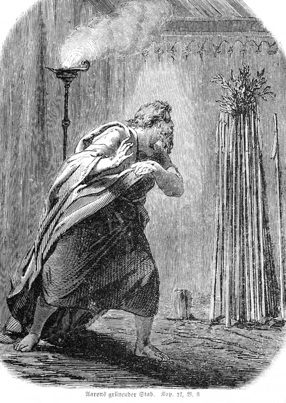 Aaron's greening staff, almond branch, house of Levi, blossom, morning, Moses, Aaron, green, almonds, Old Testament, Genesis, Fourth Book of Moses, chapter 17, verse 8