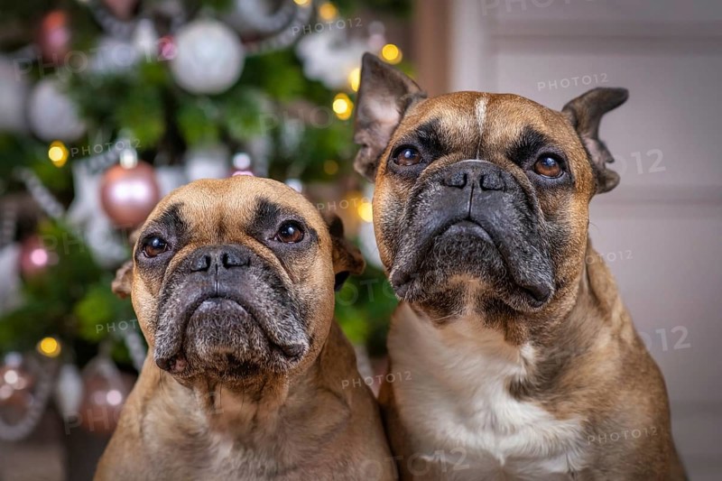 Portrait of pair of brown French Bulldog dogs sitting in front of decorated Christmas tree in blurry background