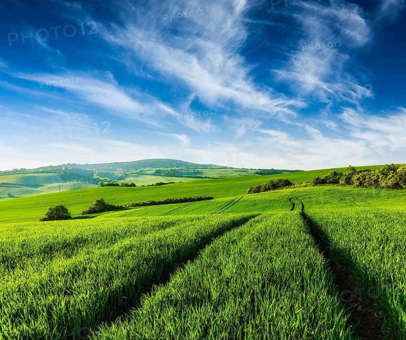 Rolling summer landscape with green grass field under blue sky