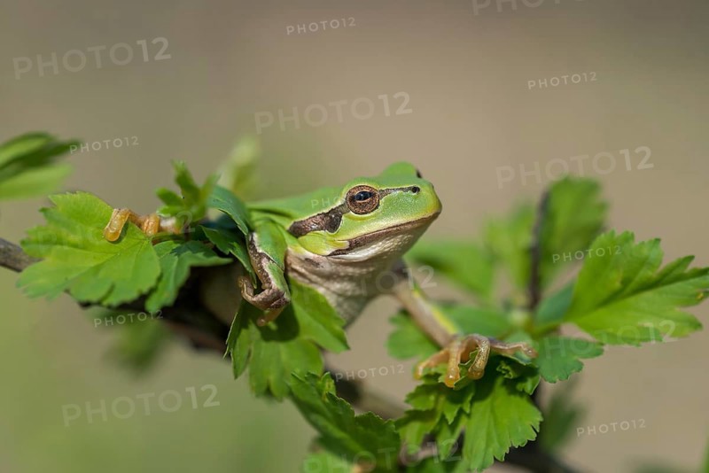 European Tree Frog (Hyla arborea), Burgenland, Austria, Europe