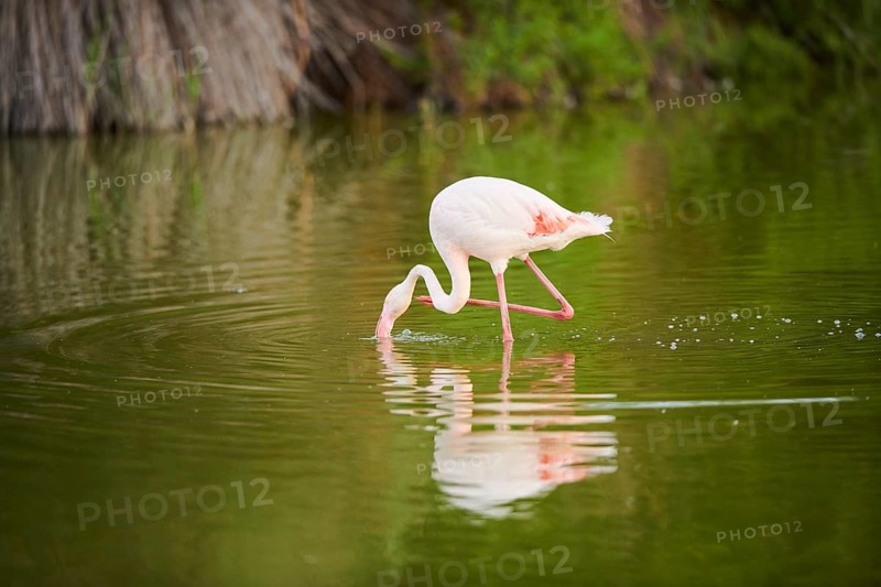 Greater Flamingo (Phoenicopterus roseus) walking in the water, Parc Naturel Regional de Camargue, France, Europe