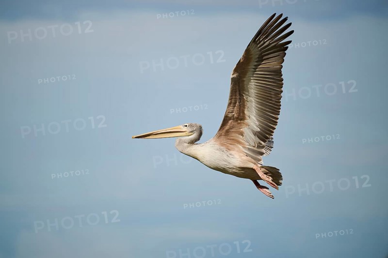 Great white pelican (Pelecanus onocrotalus) flying, France, Europe