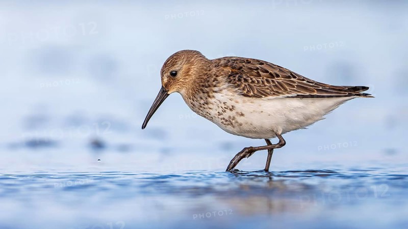 Dunlin (Calidris alpina) Transition from breeding dress to light dress, snipe bird, foraging on mudflats, shallow water zone, Baltic Sea coast, Fischland Darß-Zingst, Vorpommersche Boddenlandschaft National Park, Germany, Europe