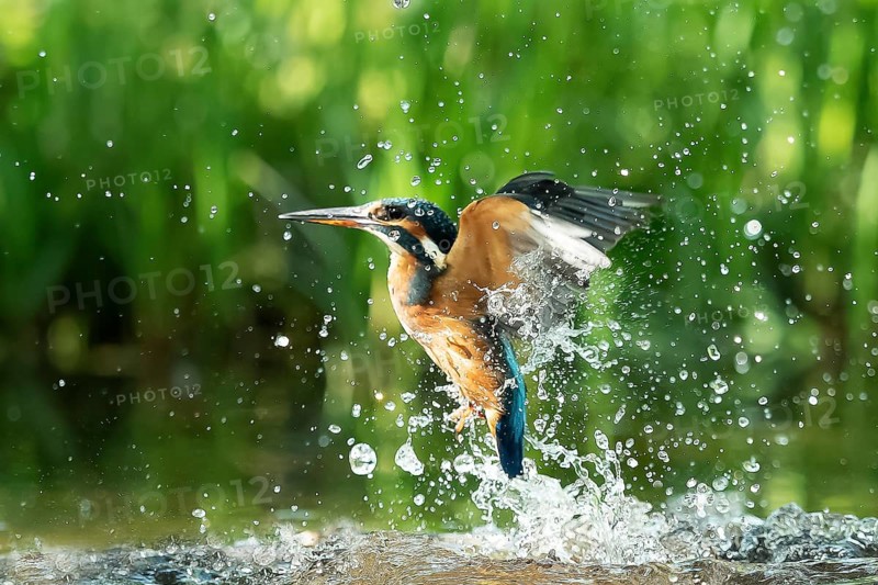 Common kingfisher (Alcedo atthis) unsuccessful fishing kingfisher flies up out of the water after hunting, North Rhine-Westphalia, Germany, Europe