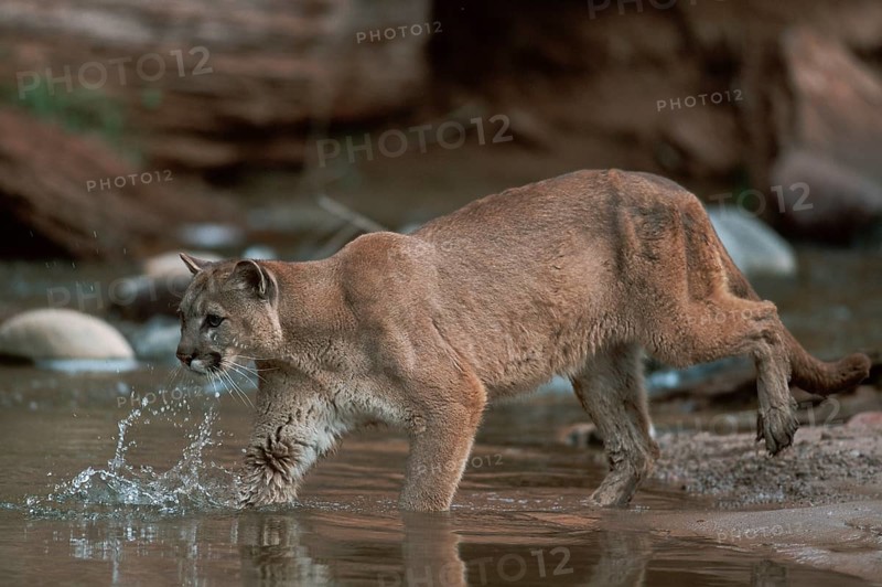 Cougar (Felis concolor)