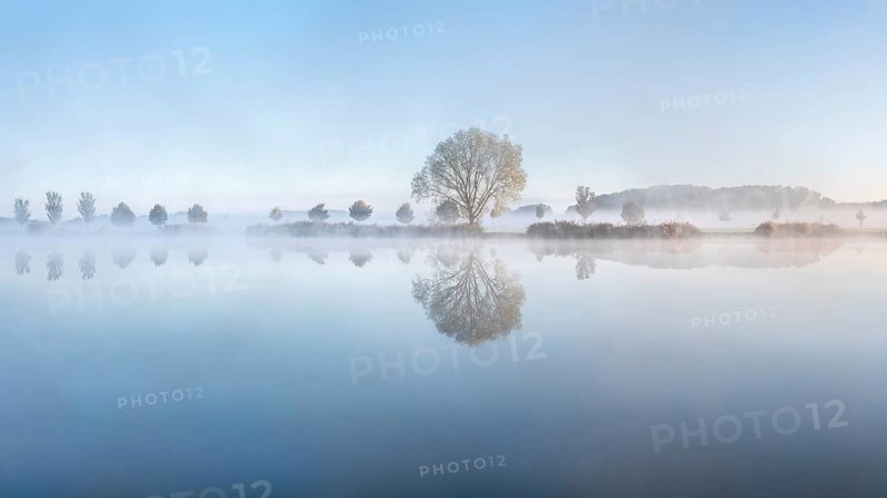 Still lake with morning mist in the soft morning light, a tree stands on the shore, landscape is reflected in the water, Thuringia, Germany, Europe