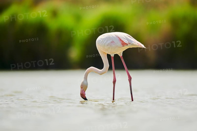 Greater Flamingo (Phoenicopterus roseus) standing in the water, Parc Naturel Regional de Camargue, France, Europe