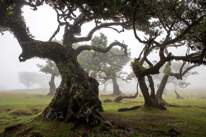 Laurel trees overgrown with moss and plants in the mist, old laurel forest (Laurisilva), stinkwood (Ocotea foetens), UNESCO World Heritage Site, Fanal, Madeira, Portugal, Europe