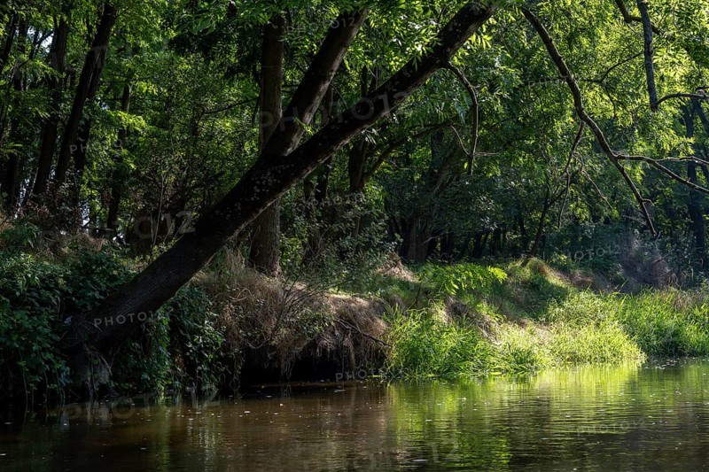 River landscape of the Thaya in late summer, Czech Republic, Europe