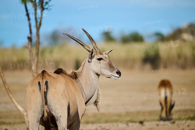 Common eland (Taurotragus oryx) standing in the dessert, portrait, captive, distribution Africa