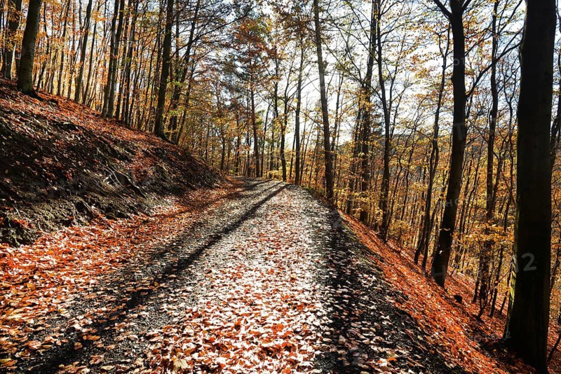 Autumn atmosphere, forest, Iserlohn, Germany, Europe