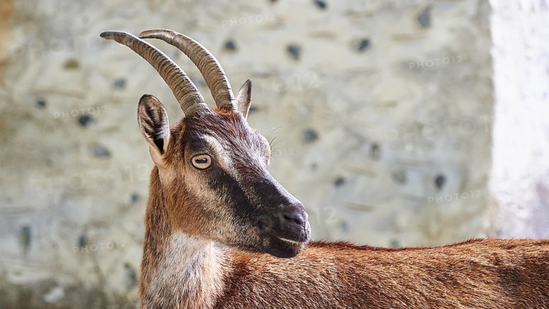 Kri-kri, endangered endemic Cretan wild goat, profile, head and anterior body, house wall, Samaria settlement, resting place, Samaria Gorge, Samaria, gorge, national park, Omalos, Lefka Ori, White Mountains, West Crete, island of Crete, Greece, Europe