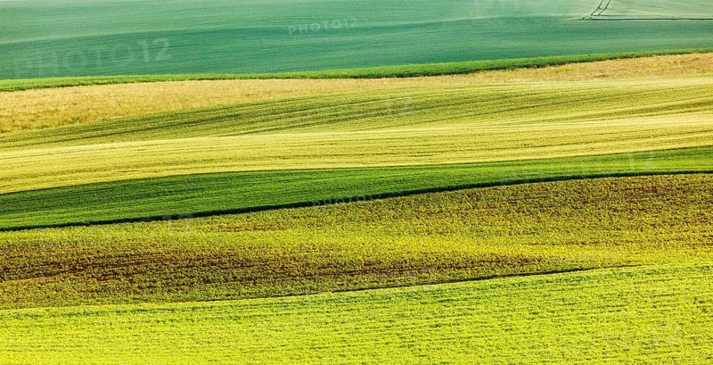 Abstract pattern of rolling striped fields in summer. Moravia, Czech Republic, Europe