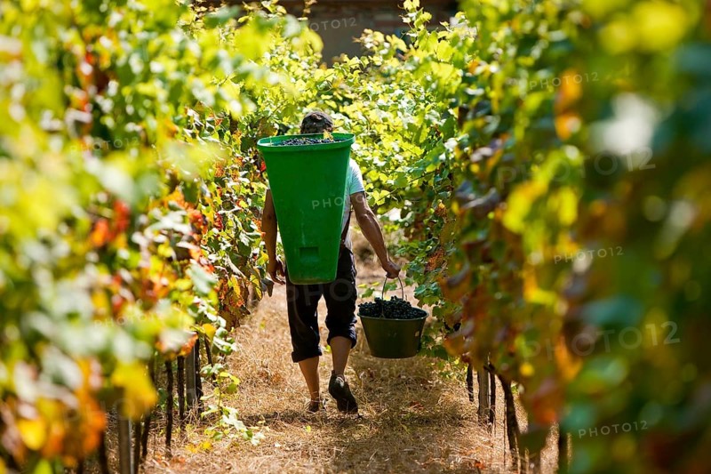 Grape grape harvest in the Spaargebirge near Meißen