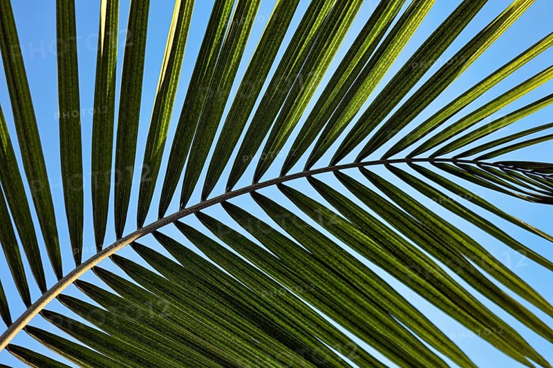 Structure of a palm frond, close-up, backlight, background image