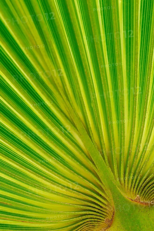 Fan (Washingtonia robusta) palm