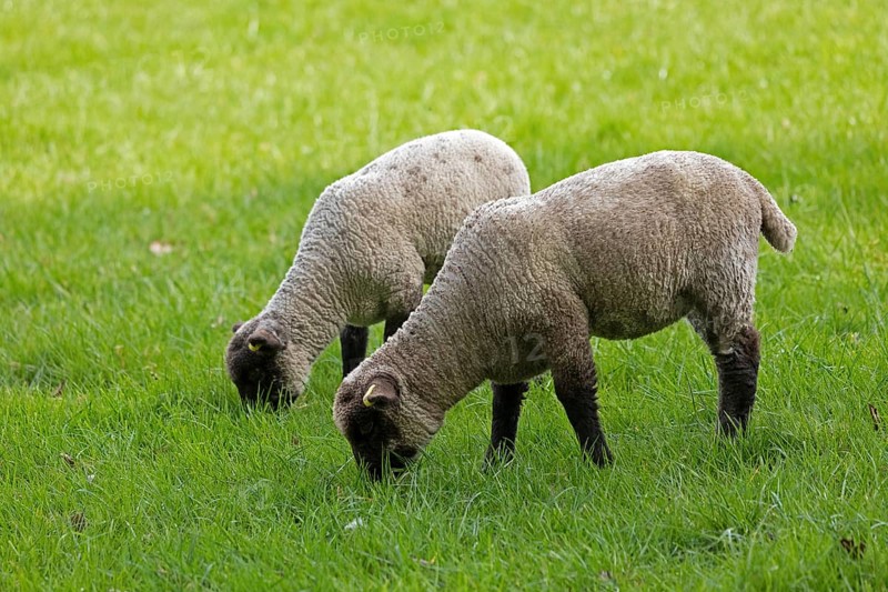 Lambs on pasture, Shottery, Stratford-upon-Avon, Warwickshire, England, Great Britain