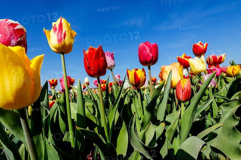 Tulips blooming in a tulip field, Grevenbroich, North Rhine-Westphalia, Germany, Europe